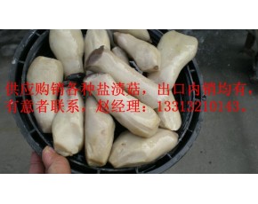 河北供應(yīng)鹽漬杏鮑菇，整菇，菇根