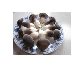 黑雞樅菌種菌棒產(chǎn)品現(xiàn)貨供應(yīng)