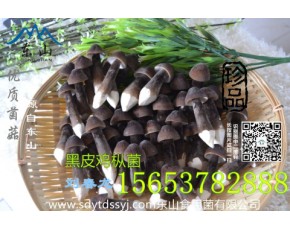 松茸菌  黑皮雞樅菌雞樅菌批發(fā)綠色產(chǎn)品						