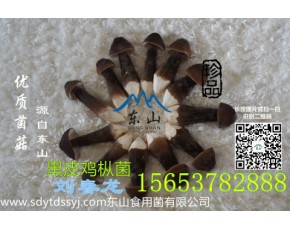 青頭菌 黑皮雞樅菌基地直供有機(jī)綠色產(chǎn)品