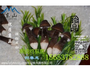 青頭菌 黑皮雞樅菌優(yōu)質(zhì)食材有機(jī)綠色產(chǎn)品	