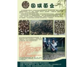 黑雞樅菌鮮菇大量上市每斤20-26元