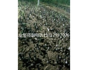 黑雞樅菌鮮菇大量上市每斤20-26元