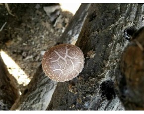 基地直供野生香菇干量大，歡迎來人來電咨詢