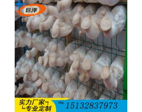 食用菌網(wǎng)格網(wǎng)架廠家 定做各種規(guī)格平菇出菇網(wǎng)架 食用菌出菇網(wǎng)格