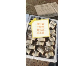 大球蓋菇  浙江寧波奉化