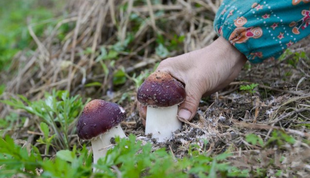 貴州省務川縣：食用菌產(chǎn)業(yè)帶動農(nóng)戶增收致富 助推鄉(xiāng)村振興