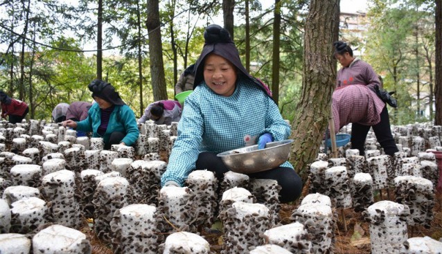 貴州省劍河縣：食用菌采收忙 助力鄉(xiāng)村振興