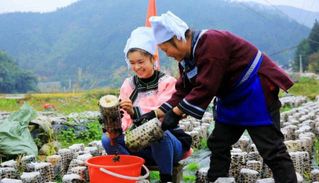 貴州省榕江縣：食用菌產(chǎn)業(yè)促增收 助力鄉(xiāng)村振興