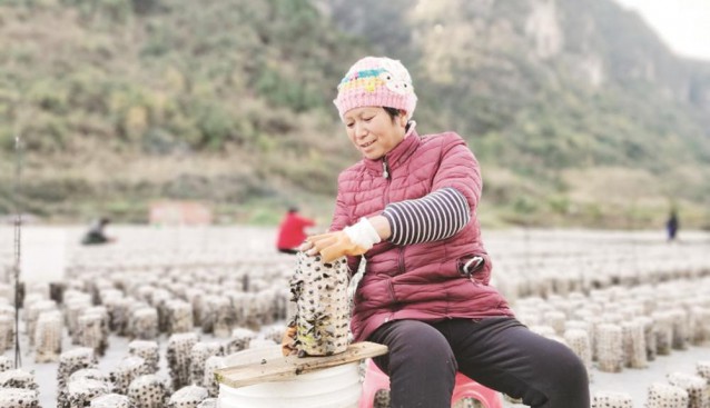 貴州省印江縣紫薇鎮(zhèn)：食用菌基地采摘繁忙 每天可加工干木耳1500余公斤