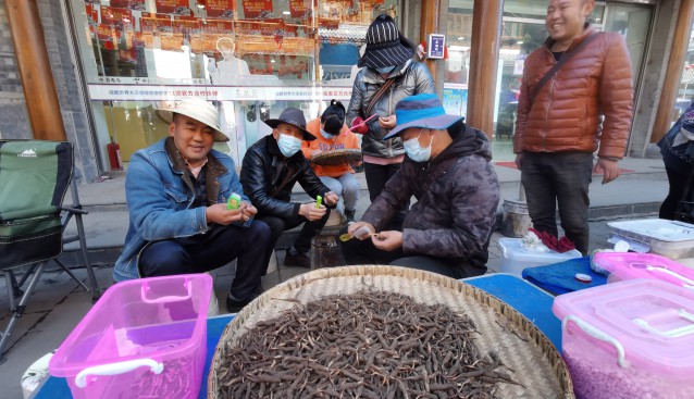 四川松潘蟲(chóng)草進(jìn)入采挖季節(jié) 市場(chǎng)購(gòu)銷(xiāo)兩旺