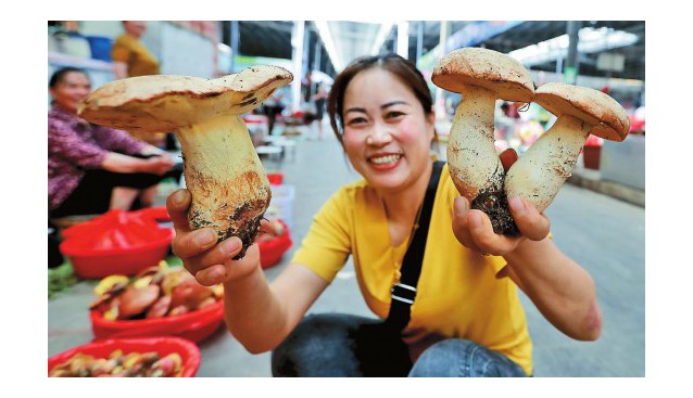 云南宜良縣野生菌集中上市