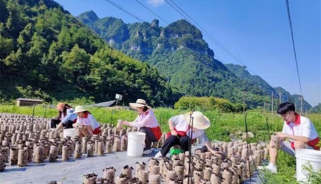 貴州銅仁志愿者走進(jìn)食用菌農(nóng)場(chǎng)開(kāi)啟實(shí)踐“第一課”