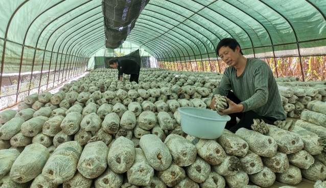 山西陽城：秸稈栽培食用菌，變廢為寶促增收