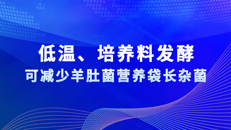 低溫、培養(yǎng)料發(fā)酵可減少羊肚菌營(yíng)養(yǎng)袋長(zhǎng)雜菌