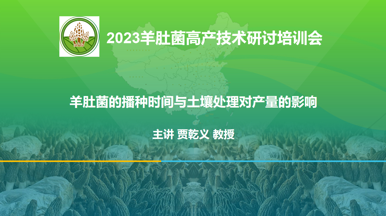 羊肚菌的播種時間與土壤處理對產量的影響