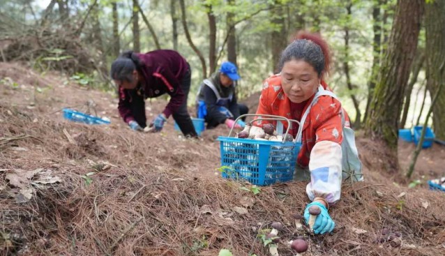 貴州貴陽(yáng)白云區(qū)：黨組織引領(lǐng)發(fā)展食用菌，促農(nóng)增收