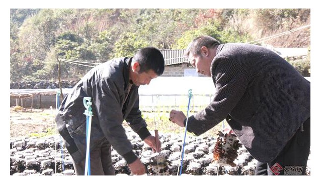 云南文山：基地黑木耳長勢喜人，已采收2茬