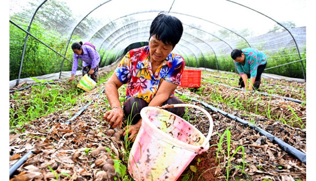 四川仁壽：大棚食用菌助農(nóng)增收