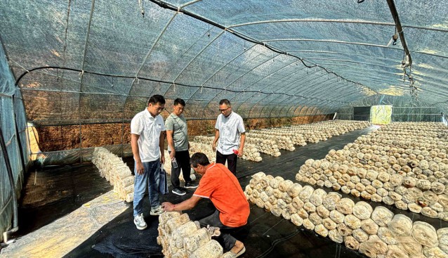 云南鳳慶縣雪山鎮(zhèn)：發(fā)揮菌草優(yōu)勢，發(fā)展食用菌種植