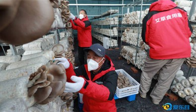 山東東營：史口鎮(zhèn)發(fā)展艾草食用菌種植