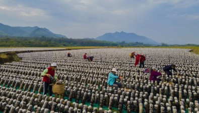 安徽東至縣：今年種植黑木耳4400萬棒