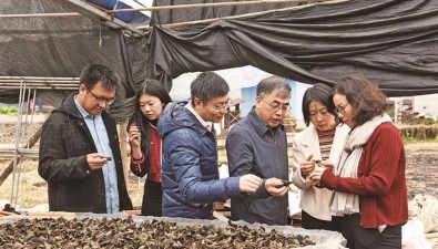 滬明對口合作，福建尤溪食用菌產(chǎn)業(yè)不斷升級