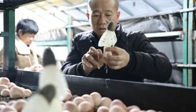 貴州綏陽：反季紅托竹蓀成功上市，食用菌產(chǎn)業(yè)再添“新翼”