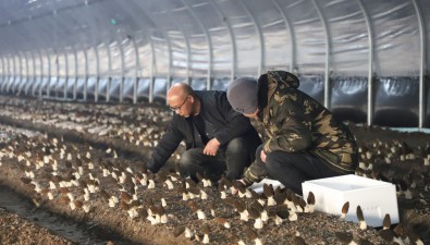 羊肚菌采摘上市，為新年添“鮮”