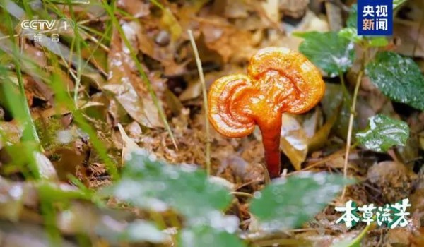 “仙草”靈芝如何化腐朽為神奇