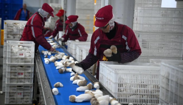 四川如珍食用菌開足馬力生產(chǎn)，日產(chǎn)杏鮑菇70余噸